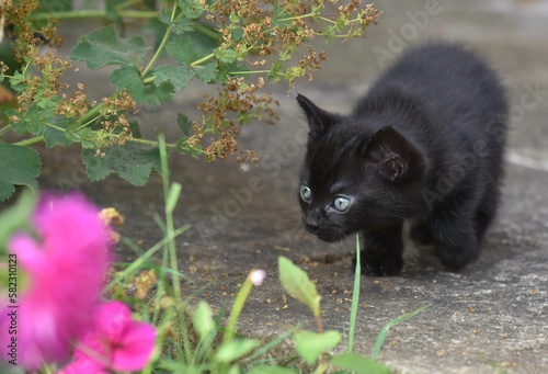 Six week old black kitten practicing stalking in the garden