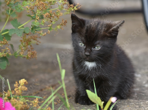 Black kitten with white bib sitting in the garden