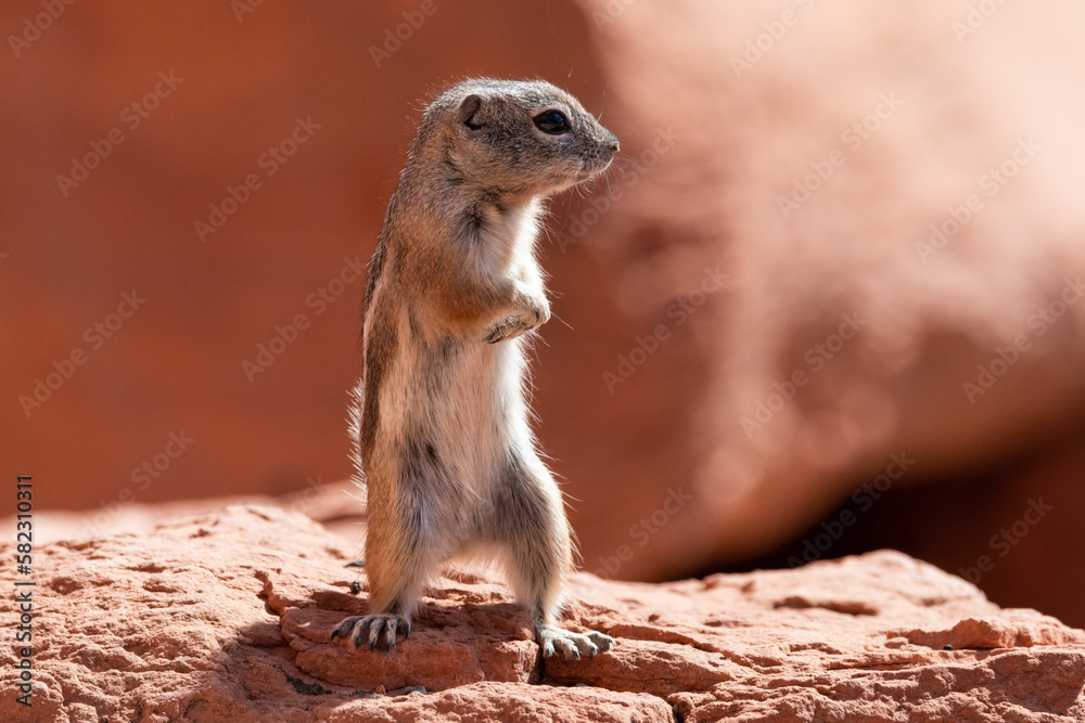Fototapeta premium White-tailed antelope squirrel Valley of Fire Nevada