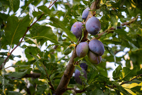 Bunch of ripe purple plums growing on plum fruit tree in orchard surrounded by lush green foliage.