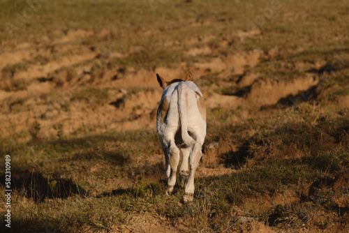 Fototapeta Naklejka Na Ścianę i Meble -  Calf walking away on farm through rural Texas field.