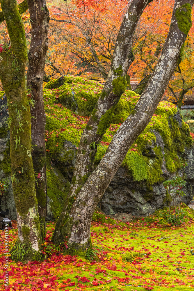 Fototapeta premium 日本 京都府京都市の嵯峨嵐山にある宝厳院の庭園 獅子岩と雨に濡れた紅葉