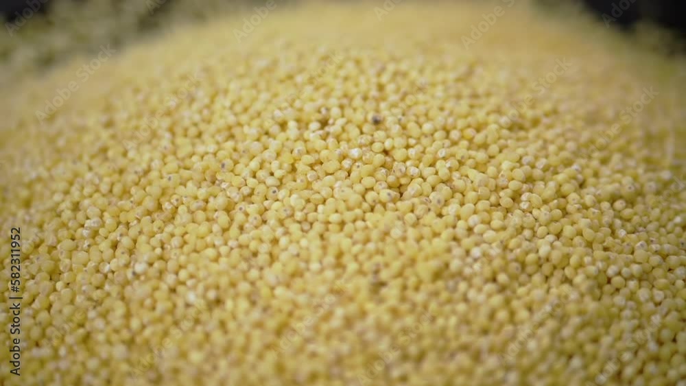 Yellow Grains of Millet Groats Fall into a Pile of Millet, Fill the Background. Close up. Slow motion. Stream of falling small round granules, particles. Couscous. Texture. Food background. Sunlight. Yellow Grains of Millet Groats Fall into a Pile of Millet, Fill the Background. Close up. Slow motion. Stream of falling small round granules, particles. Couscous. Texture. Food background. Sunlight.