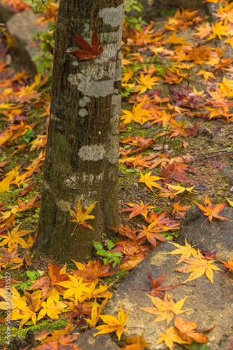 日本 京都府京都市の嵯峨嵐山にある常寂光寺 雨に濡れた紅葉