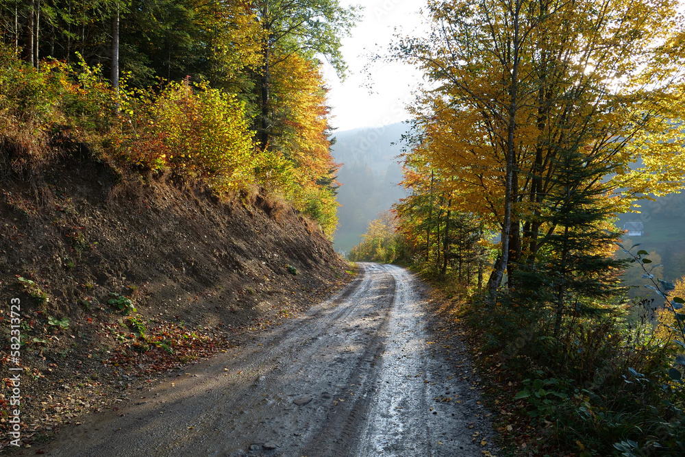 Beautiful autumn forest in Carpathian mountains