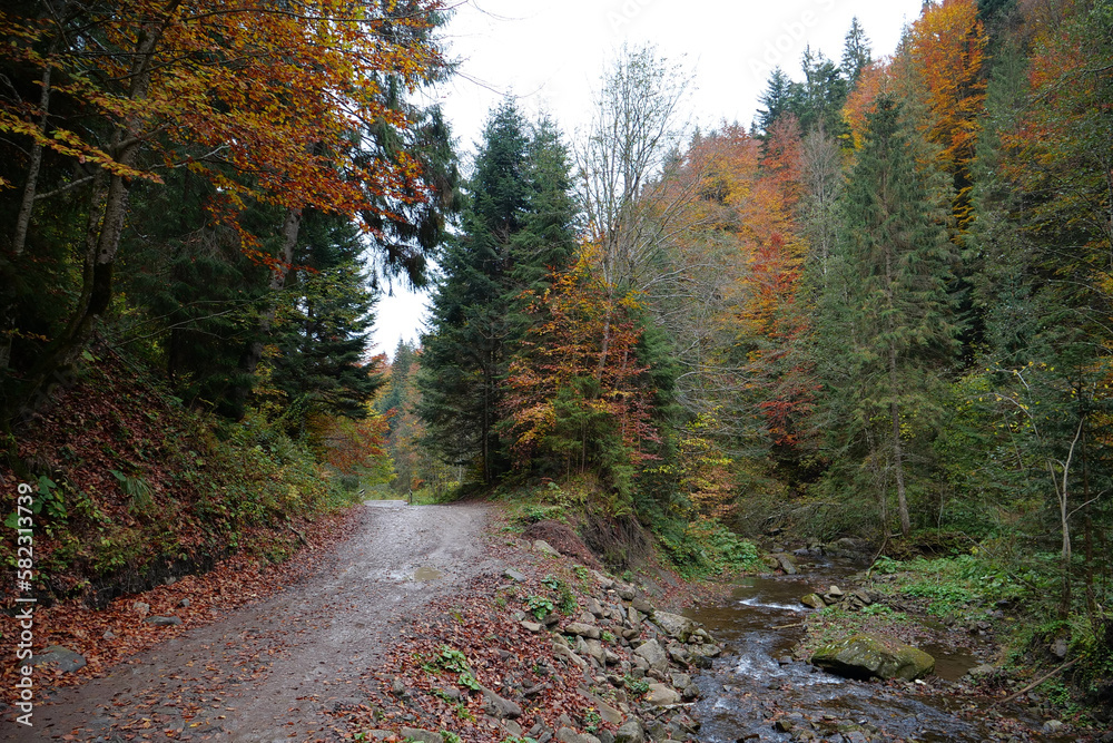 Beautiful autumn forest in Carpathian mountains
