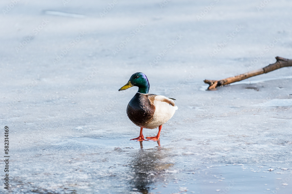 Fototapeta premium Mallard on a frozen lake