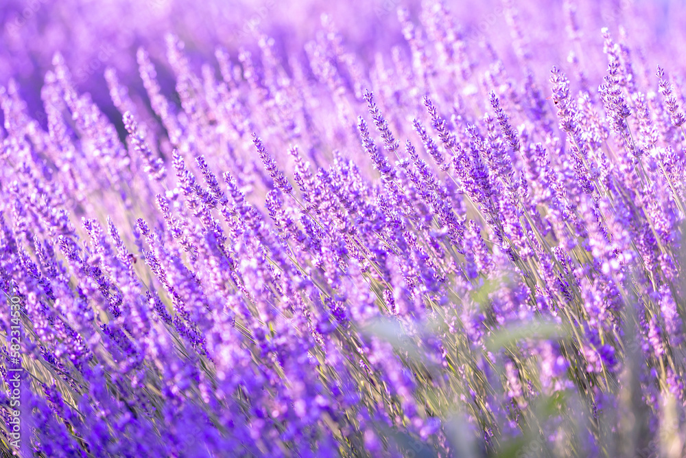 Fototapeta premium Lavender bushes closeup on sunset. Sunset gleam over purple flowers of lavender. Provence region of France.
