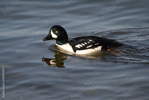 Barrow's Goldeneye Male