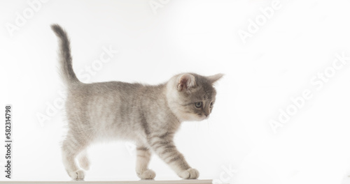 kitten portrait isolated with empty space for text