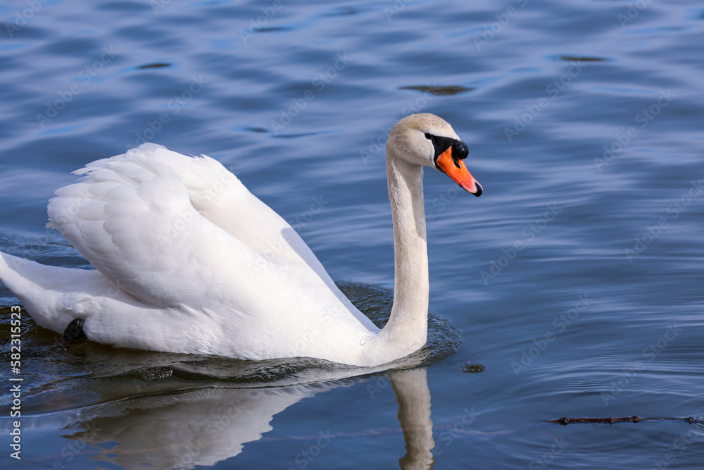 Fototapeta premium Höckerschwan weiß Wasservogel Schwan auf Natur See