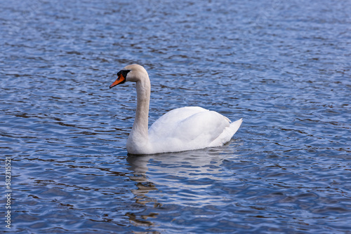 Höckerschwan weiß Wasservogel Schwan auf Natur See © metaandi