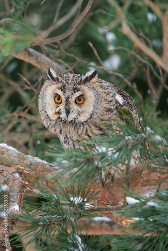 Curious long-eared owl hidden between coniferous tree branches. Highly focus raptor in wild nature forest.