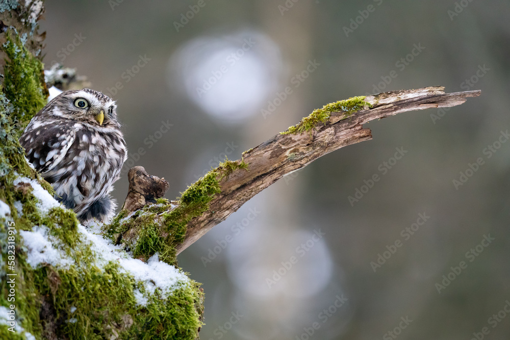 Little owl on a moss tree trunk and smooth creamy background. Winter forest nature with wild small bird. Copy space in the right Little owl on a moss tree trunk and smooth creamy background. Winter forest nature with wild small bird. Copy space in the right