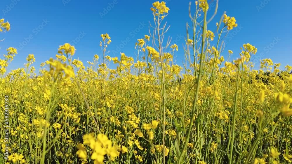 緑川河川敷に咲く菜の花　熊本県