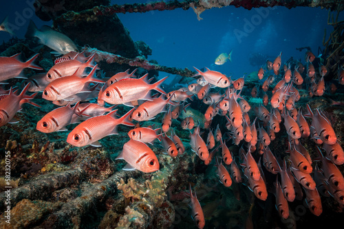 Blackbar soldierfish (Myripristis jacobus) school at he Bridge dive site off the Dutch Caribbean isalnd of Sint Maarten photo