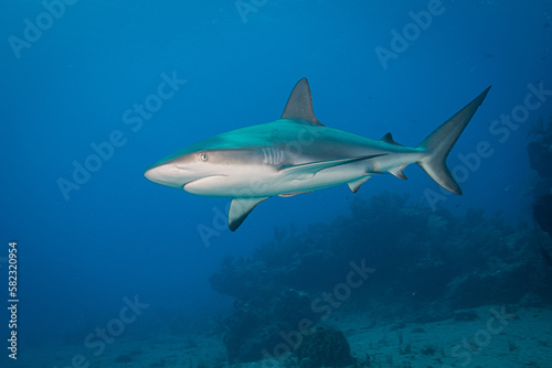 Caribbean reef shark (Carcharhinus perezi) patrols the reef at the Proselyte dive site off the Dutch Caribbean island of Sint Maarten © timsimages.uk