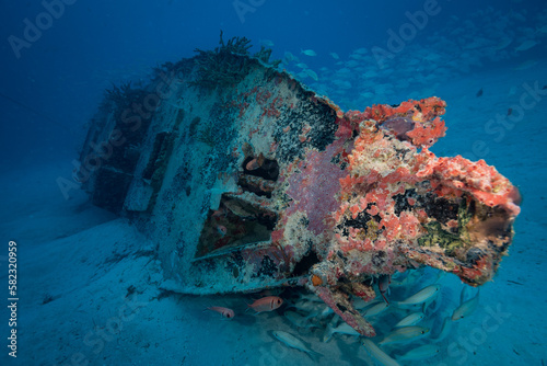 Tomtates (Haemulon aurolineatum) school around the wreck on the Little Sister dive site off the Dutch Caribbean island of Sint Maarten