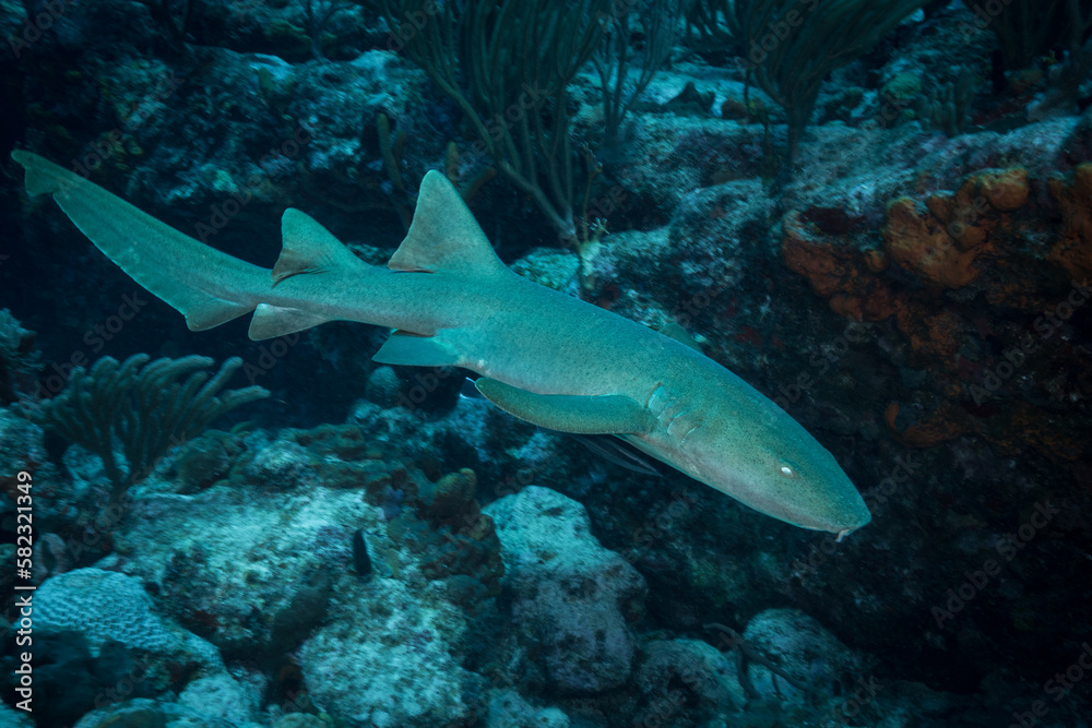 Fototapeta premium Nurse shark (Ginglymostoma cirratum) on the Split Rock dive site off the Dutch Caribbean island of Sint Maarten