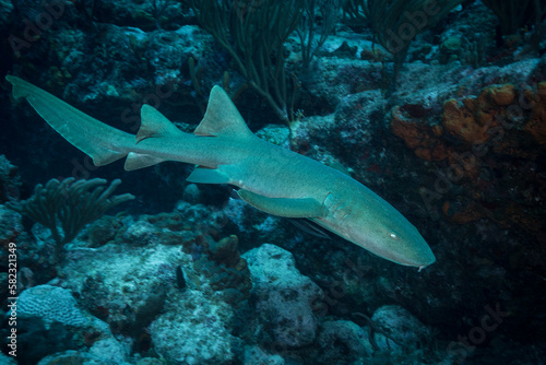 Nurse shark (Ginglymostoma cirratum) on the Split Rock dive site off the Dutch Caribbean island of Sint Maarten