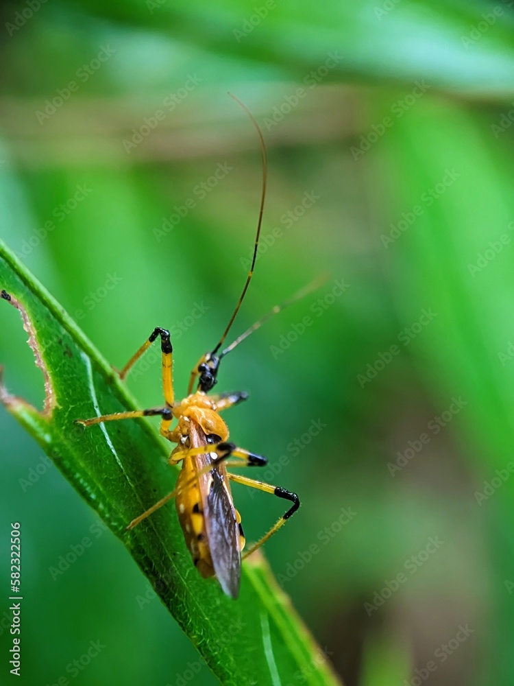 Insect on a leaf Insect on a leaf