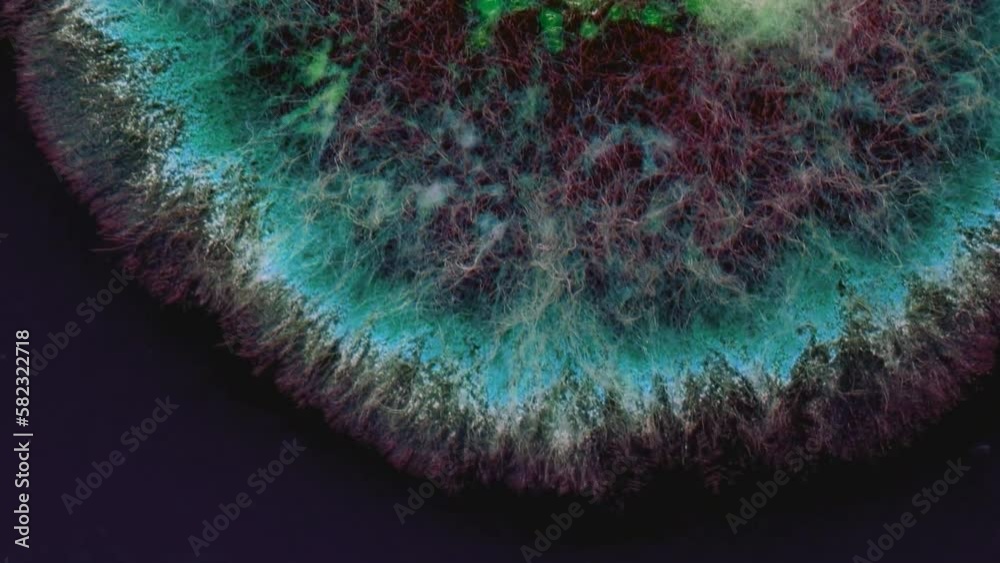 Mold background. Macro shot of mold. Mold spores in agar-agar. A mold or mould is a fungus that grows in the form of multicellular filaments. Aspergillus. Accelerated macro photography.