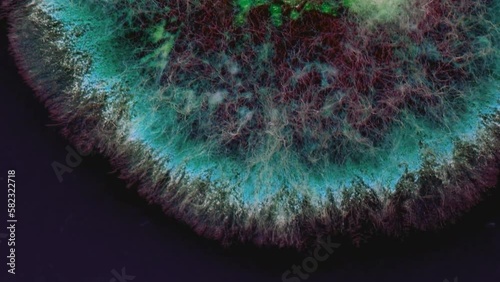 Mold background. Macro shot of mold. Mold spores in agar-agar. A mold or mould is a fungus that grows in the form of multicellular filaments. Aspergillus. Accelerated macro photography. photo