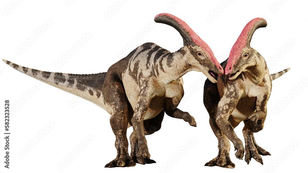 Fototapeta premium Parasaurolophus, dinosaur couple the from Late Cretaceous Period, isolated on transparent background