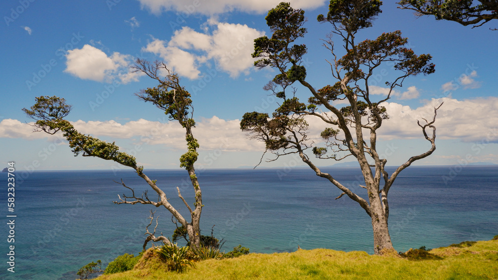 Two pohutukawa trees overlooking the ocean Two pohutukawa trees overlooking the ocean