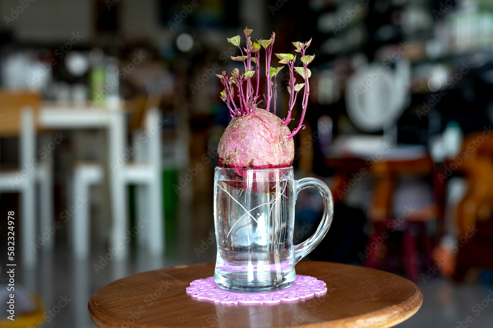 Sweet potato germination technique in a glass jar isolated on background.