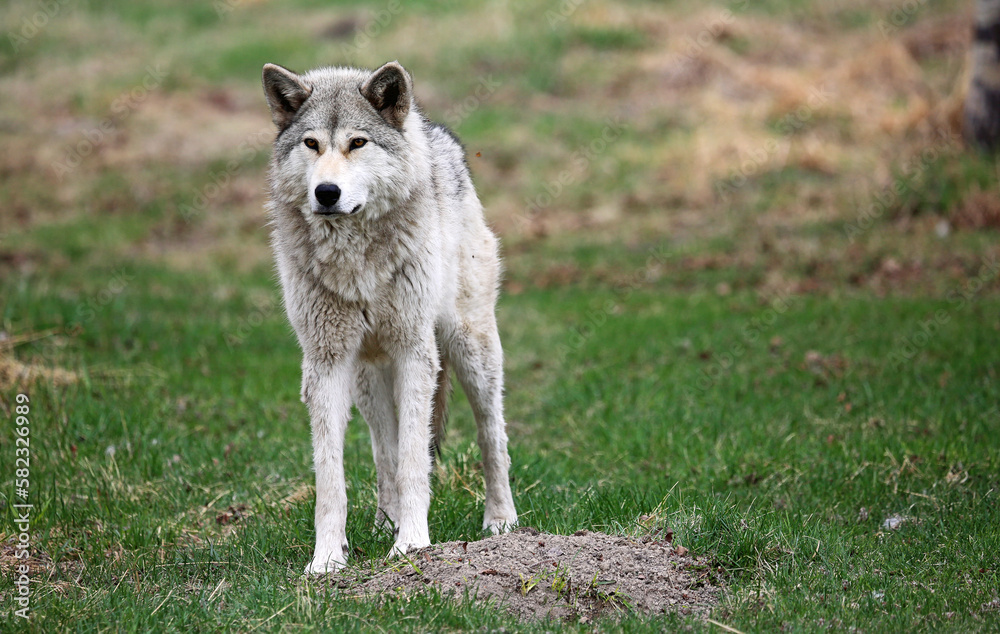 Gray Wolfdog standing - Canada