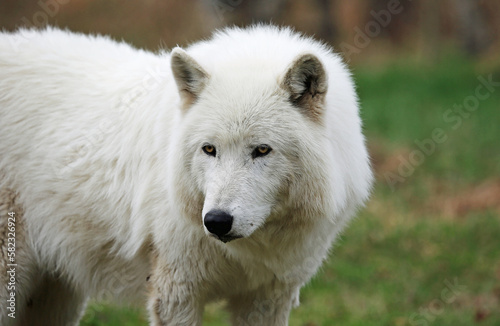 White Wolfdog portrait - Canada