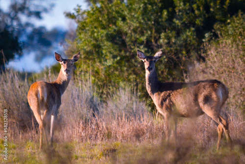 group of deer
