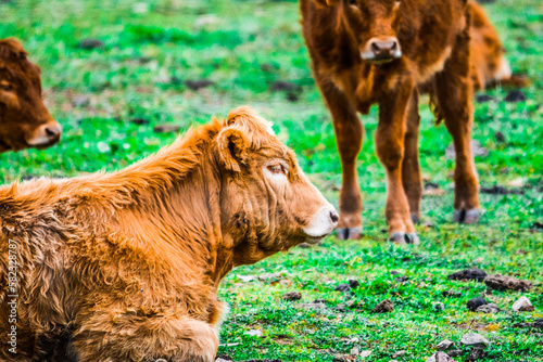 highland cow and calf