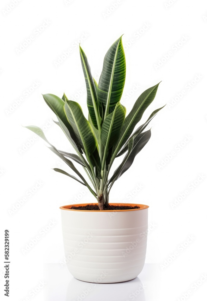 Home plants in pots on white isolated background Home plants in pots on white isolated background