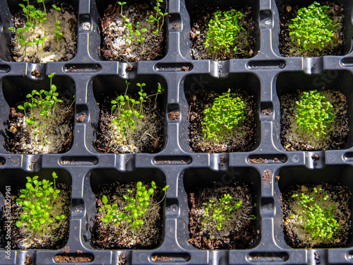 Growing seedlings in peat pots. Plants seeding, horticulture and cultivation of ornamental plans, top view