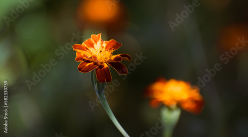 flores Tagetes o cempasúchil en fondo desenfocado de color verde oscuro 