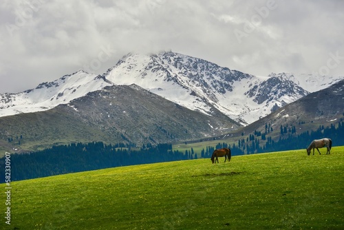 Horses grazing on the Qiongkushitai grassland in Xinjiang