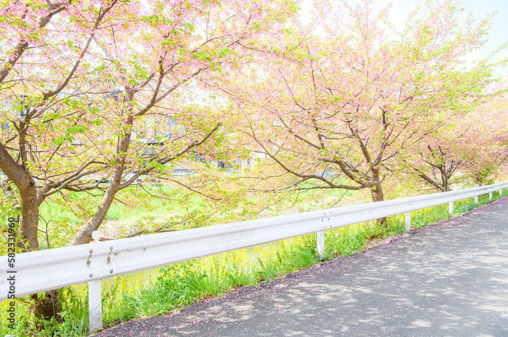 Fototapeta premium 木漏れ日と桜並木