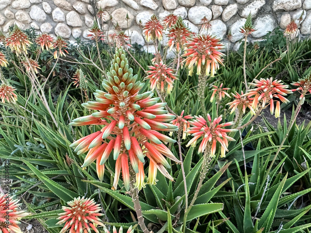 Fototapeta premium Blooming Aloe (Aloe arborescens)