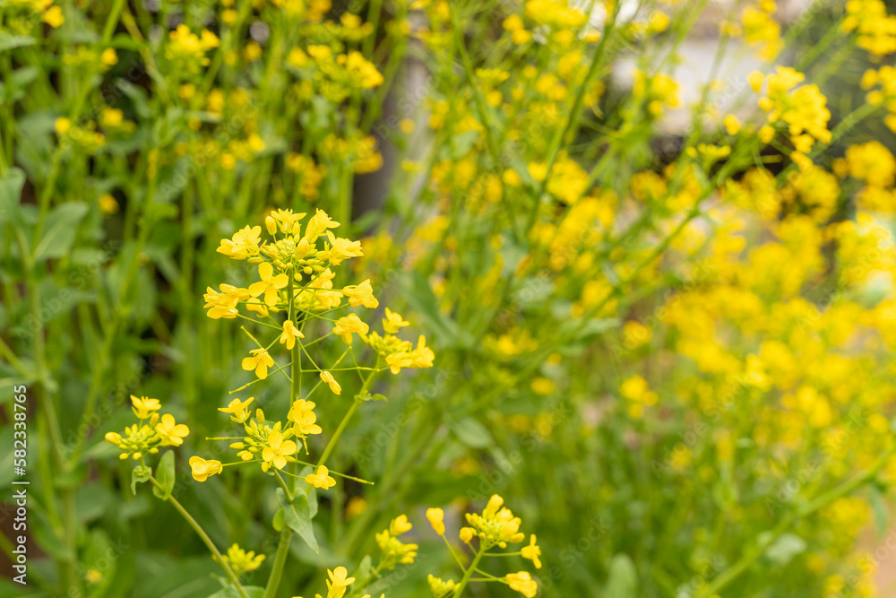 Fototapeta premium きれいな菜の花