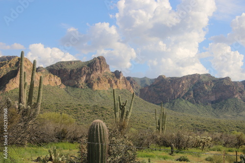 Desert landscape in Arizona