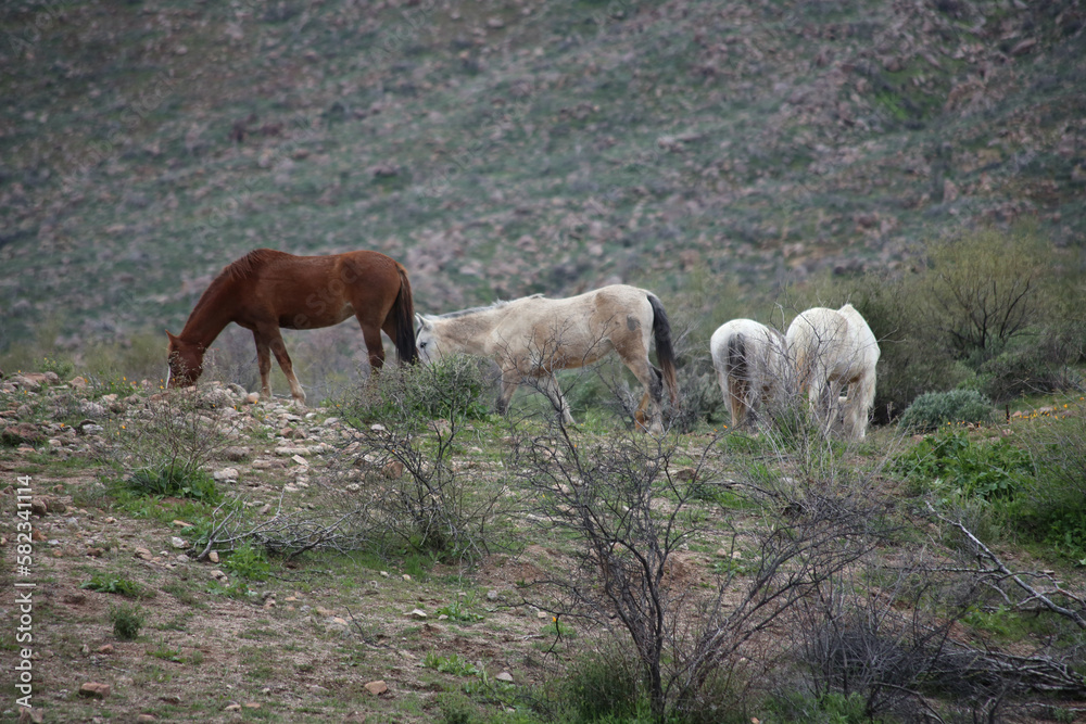 Fototapeta premium grazing horses in the mountains