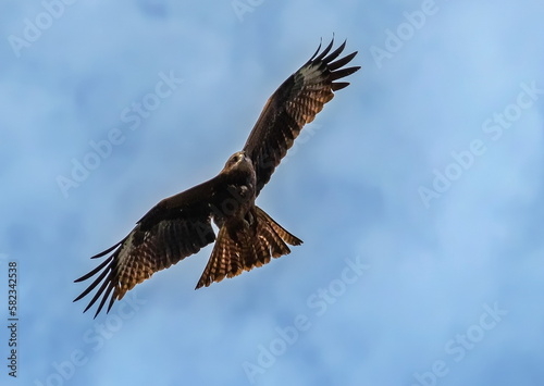 eagle in flight