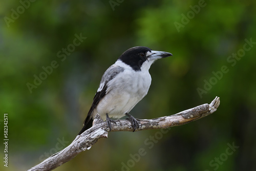 Australian adult Grey Butcherbird -Cracticus torquatus- perched tree branch relaxing green blurry bokeh background 