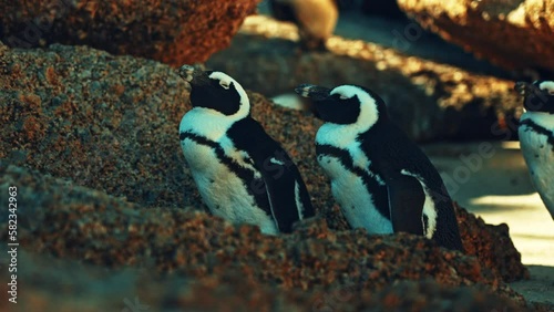 African penguins at Boulders Beach in Simonstown, Cape Town, South Africa photo