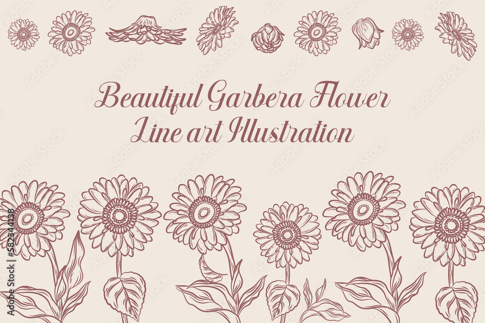 Fototapeta premium Set of Beautiful Gerbera Flower Line Art Illustration