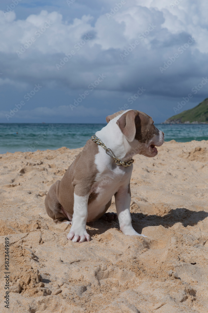 A little pitbull puppy walks on the beach with view the hill. A charming puppy runs along the ocean 