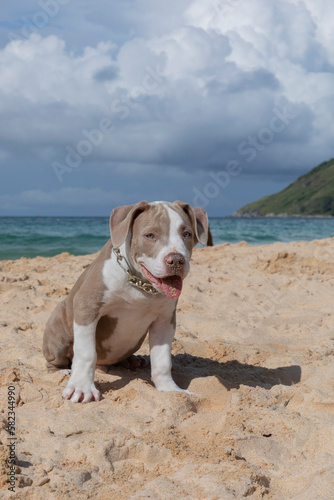 A tiny pitbull pup is walking on the beach admiring the hill 