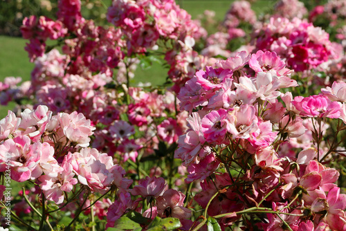 wild pink rose blooms in the garden
